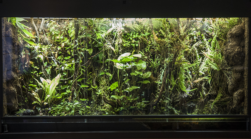 Pics my new constructed vivarium Page 13 Dendroboard